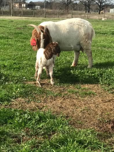 A Shepherd Creek Ranch Boer doe with her young kid in the pasture